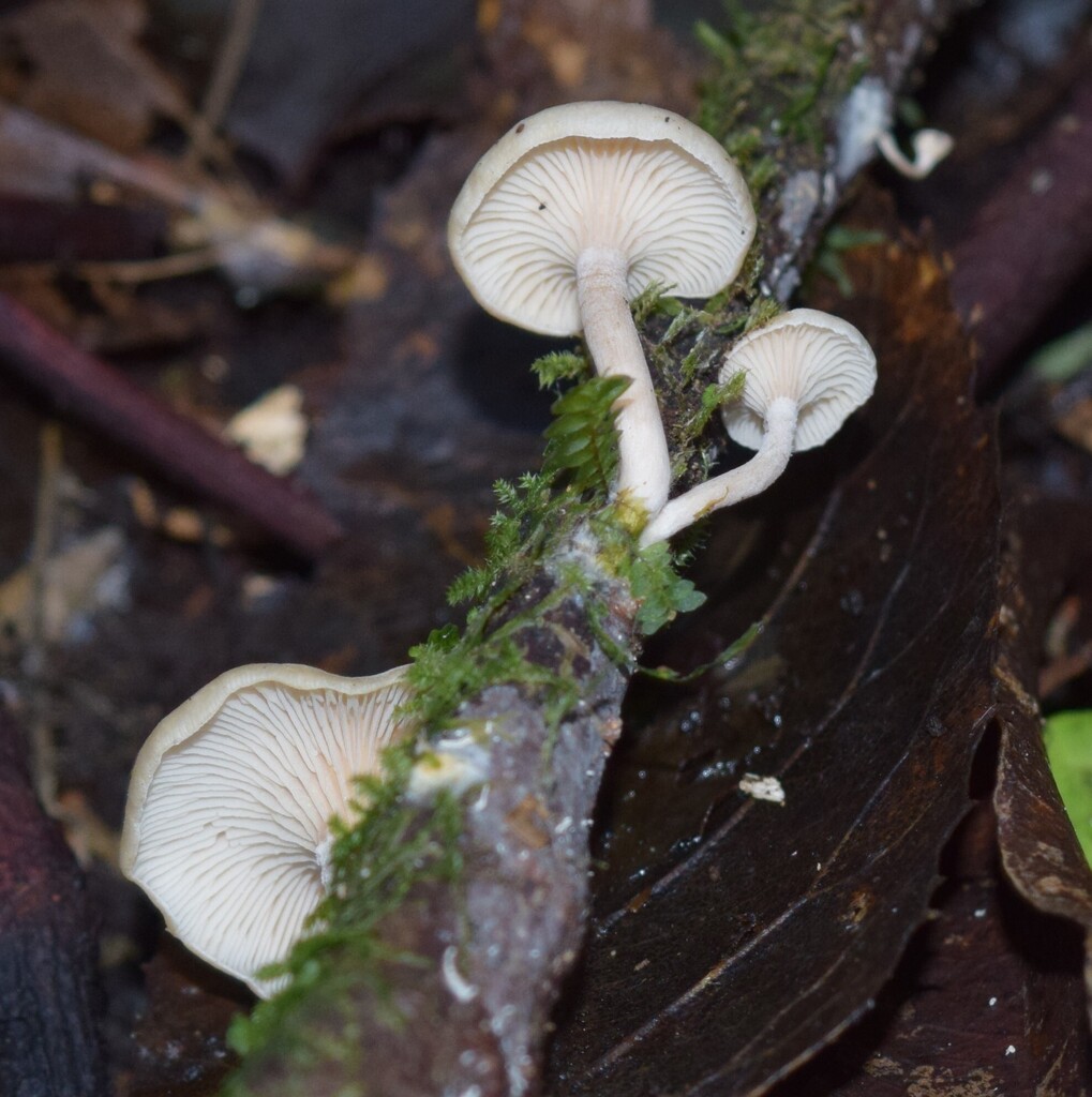 Singerocybe clitocyboides · May 2025 · photo: © davidwhyte (iNaturalist, cc-by-sa)