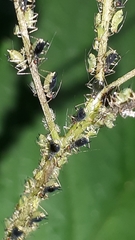 Impatientinum asiaticum