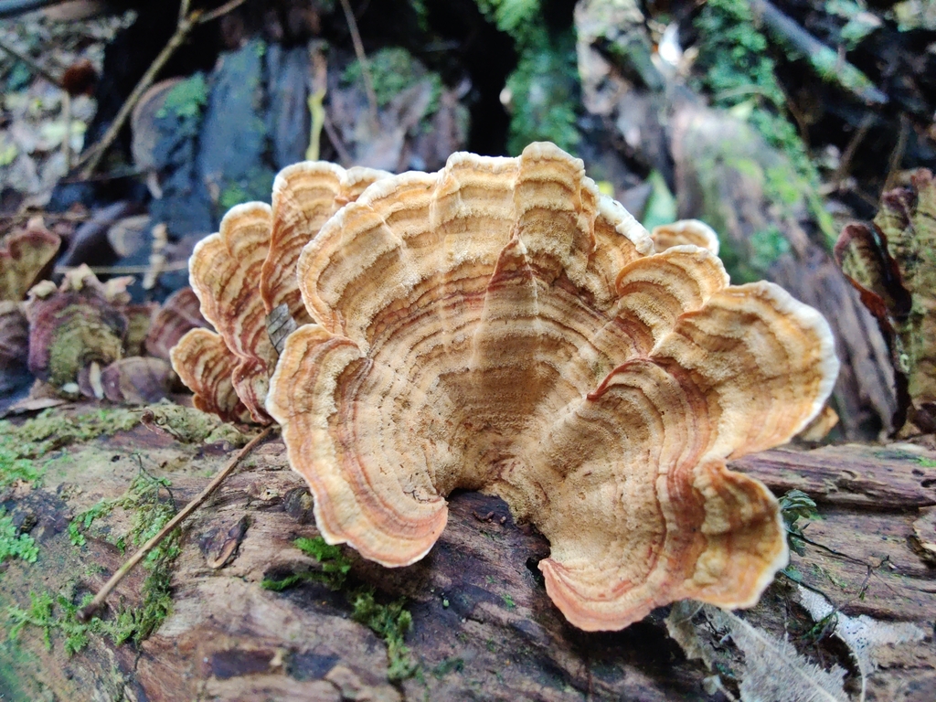Stereum ostrea · May 2025 · photo: © mstirling (iNaturalist, cc-by)