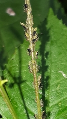 Impatientinum asiaticum