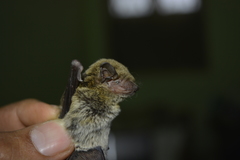 Pipistrellus tenuis