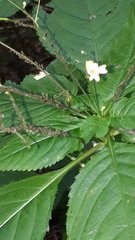 Impatientinum asiaticum