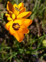 Ixia maculata