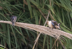 Hirundo rustica