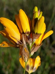 Ixia maculata