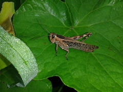 Shirakiacris shirakii