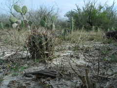Ancistrocactus scheeri