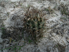 Ancistrocactus scheeri
