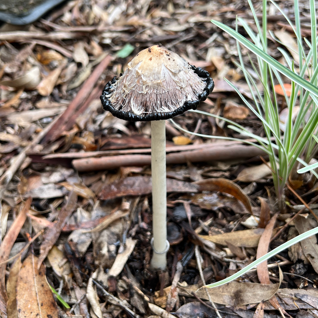 Coprinus comatus · May 2025 · photo: © douch (iNaturalist, cc-by-sa)