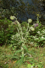 Cirsium pinetorum