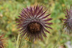 Cirsium pinetorum