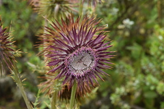 Cirsium pinetorum