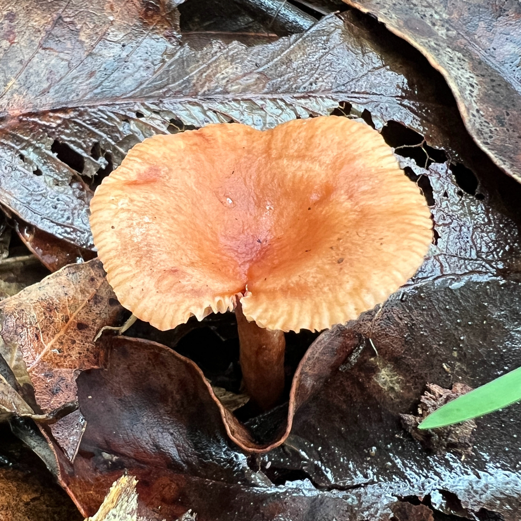 Lactarius eucalypti · May 2025 · photo: © douch (iNaturalist, cc-by-sa)