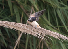 Hirundo rustica
