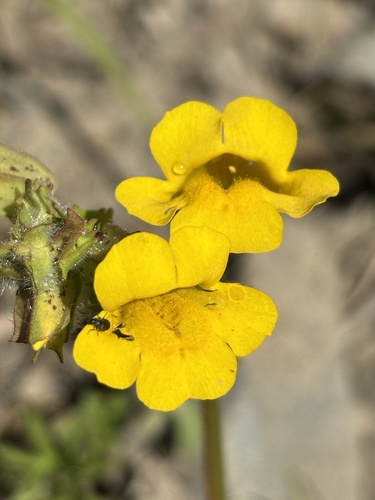iNaturalist observation photo of monkeyflowers