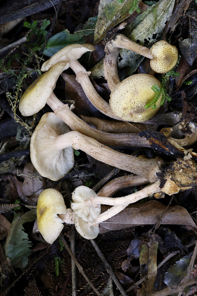 Armillaria limonea · May 2025 · photo: © mstirling (iNaturalist, cc-by)
