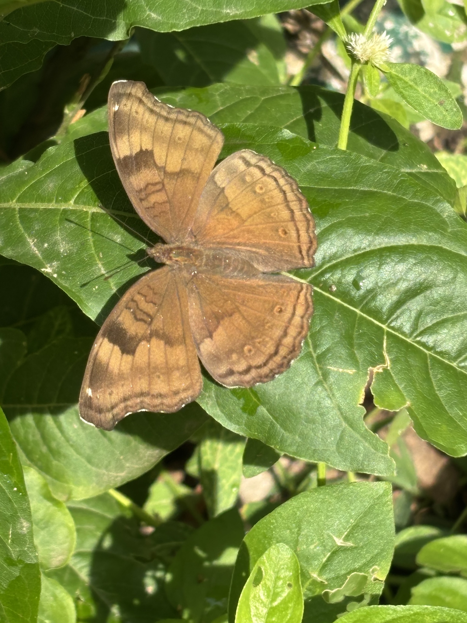 Chocolate Pansy