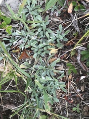 Antennaria dioica