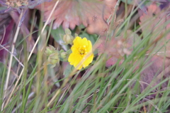 Potentilla flabellifolia