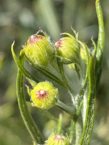 iNaturalist observation photo of threadleaf groundsel