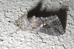 Chrysodeixis acuta