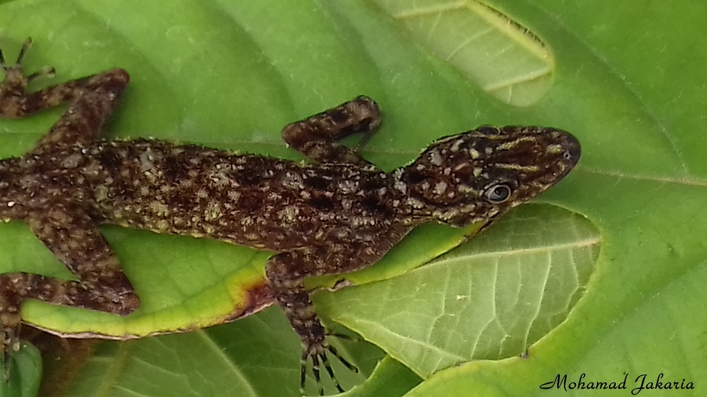 Black-Spotted Rock Gecko