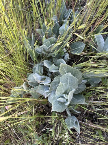 iNaturalist observation photo of California milkweed