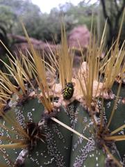 Calligrapha mexicana