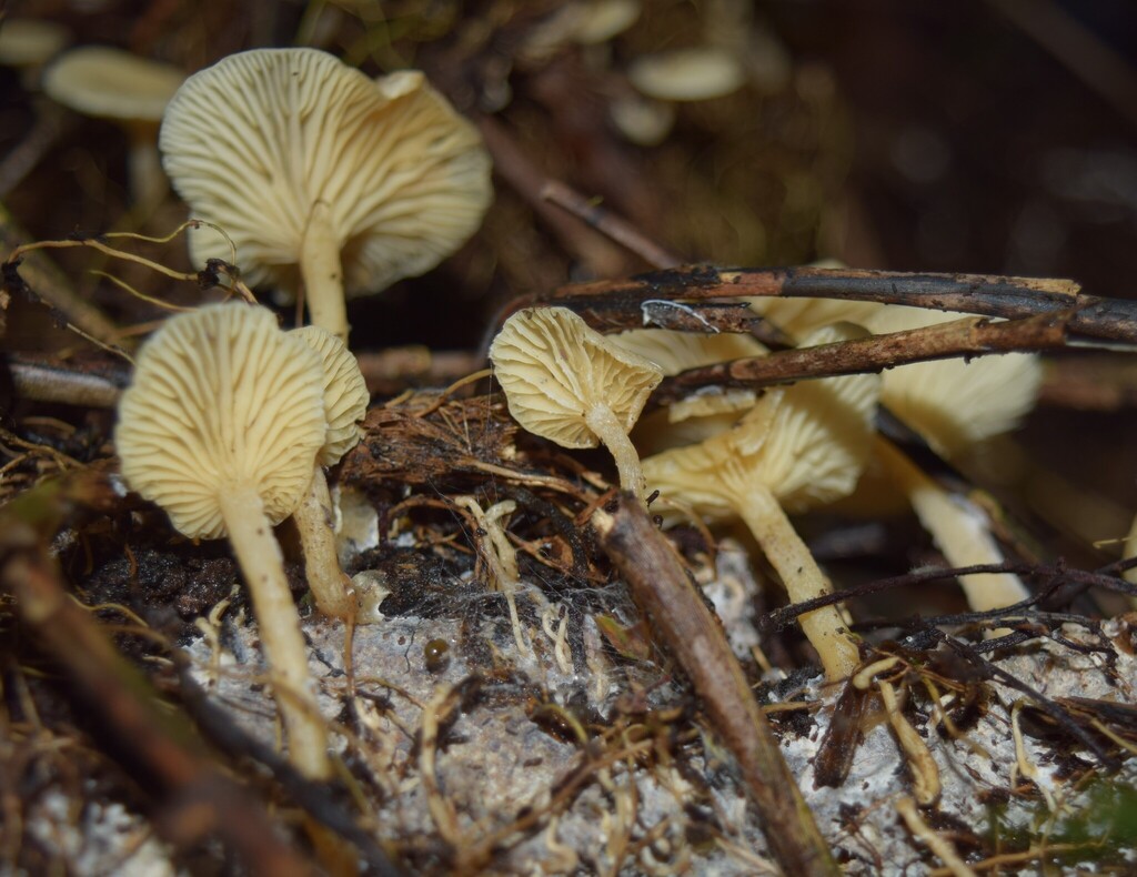 Rhizocybe albida · May 2025 · photo: © davidwhyte (iNaturalist, cc-by-sa)