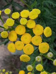 Tanacetum vulgare