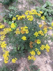 Tanacetum vulgare