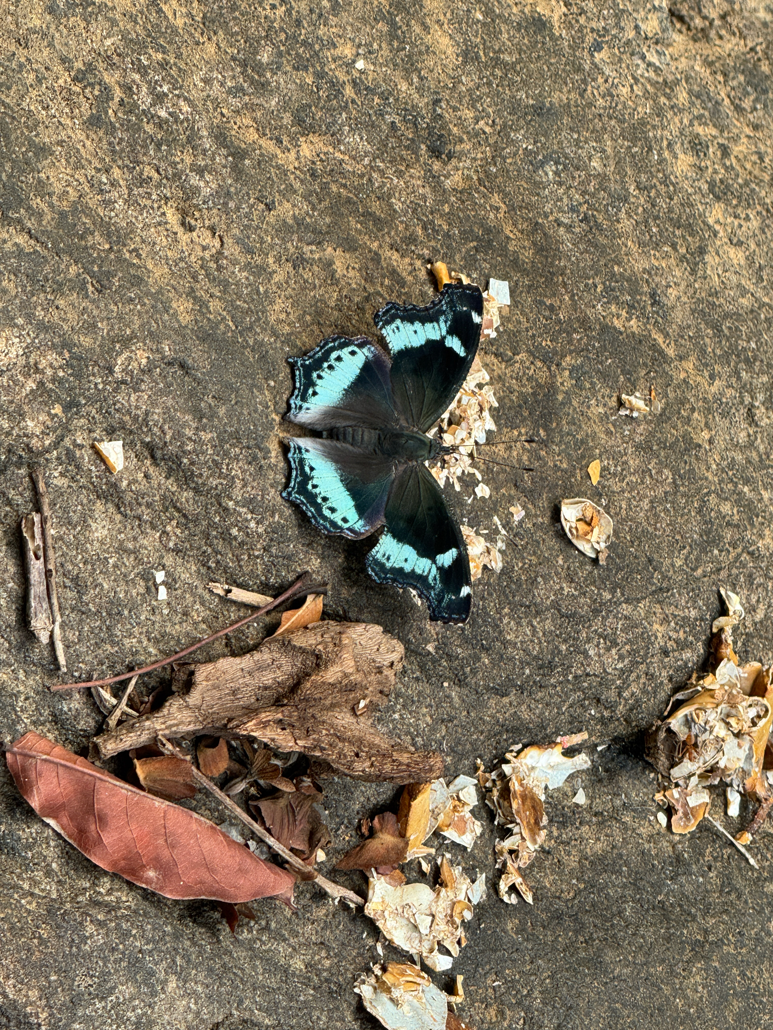 Blue Admiral