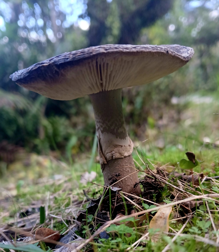 Amanita nothofagi · May 2025 · photo: © claire_grace83 (iNaturalist, cc-by)
