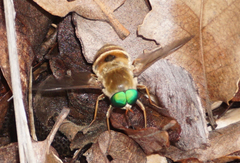 Esenbeckia