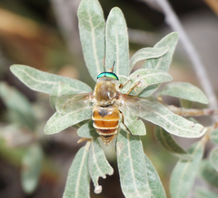 Esenbeckia