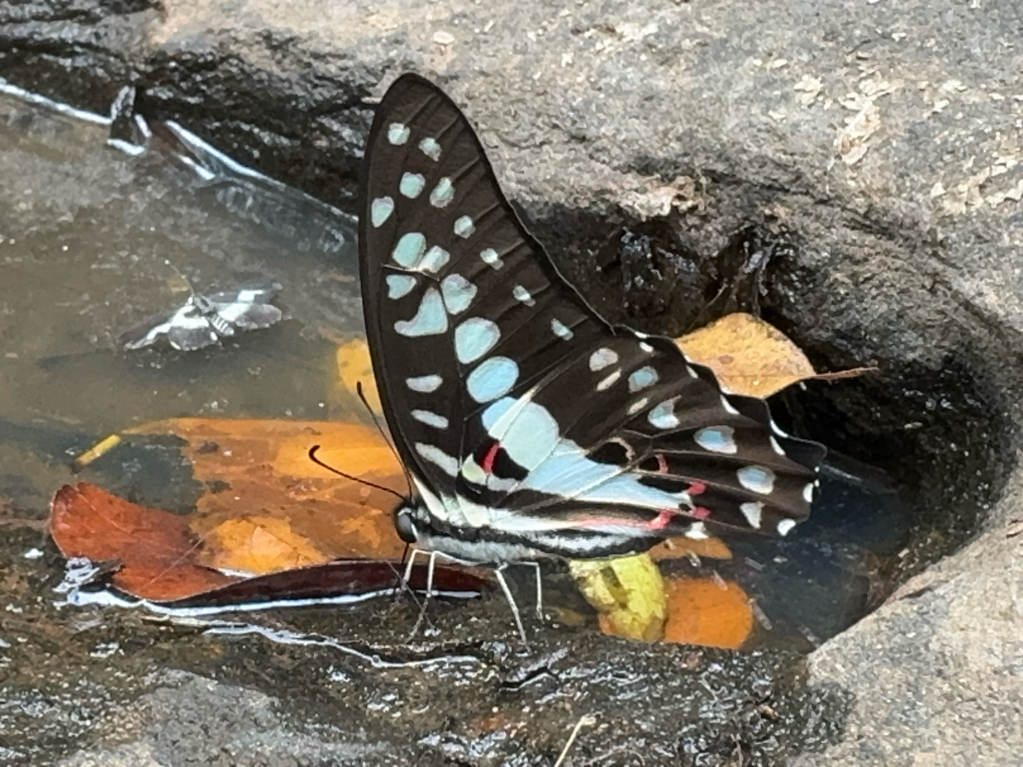 Common Jay