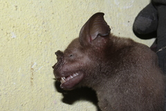 Hipposideros lankadiva