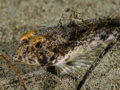 Yellowchin Sculpin photo 1