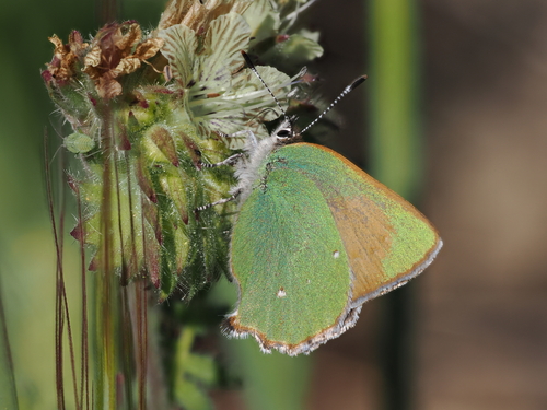 iNaturalist observation photo of Lotus Hairstreak
