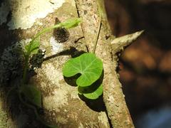 Cissampelos torulosa