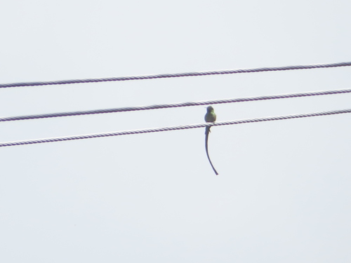 Black-tailed Trainbearer (Lesbia victoriae), photo 8