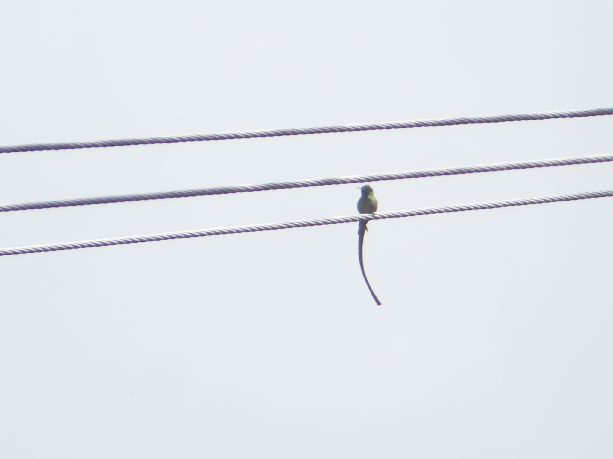 Black-tailed Trainbearer (Lesbia victoriae), photo 8