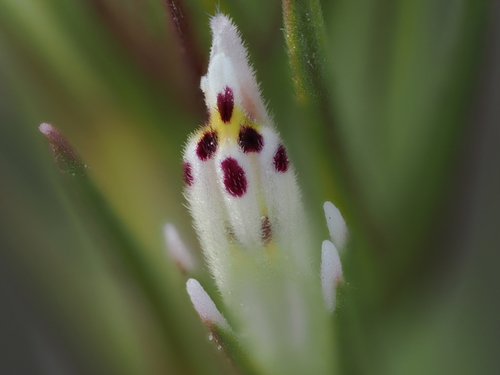 iNaturalist observation photo of valley tassels
