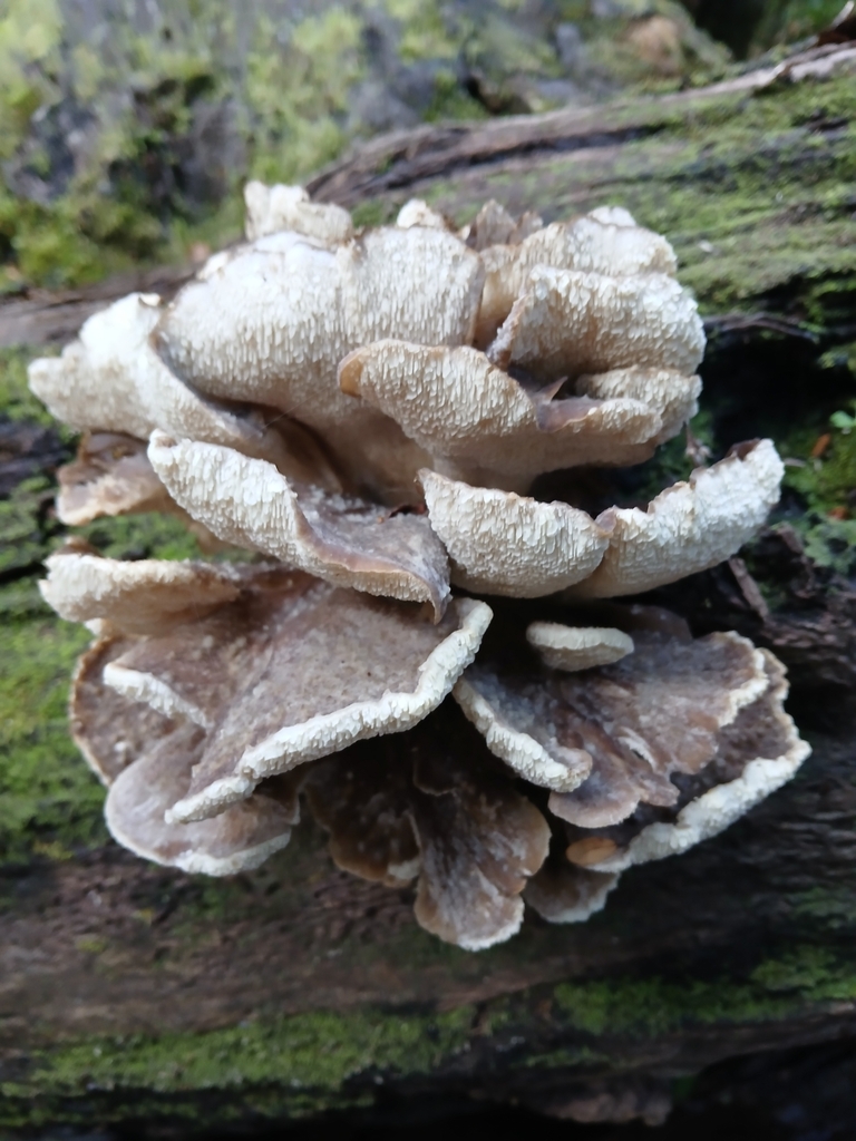 Grifola odorata · May 2025 · photo: © claire_grace83 (iNaturalist, cc-by)