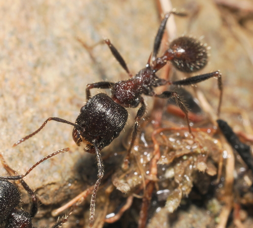 iNaturalist observation photo of Veromessor Harvester Ants