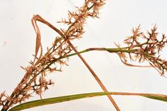 Carex spicatopaniculata