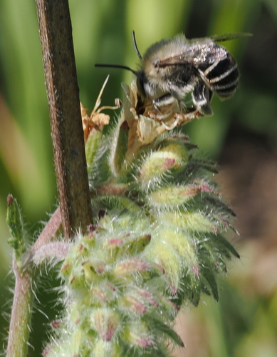 iNaturalist observation photo of California Digger Bee