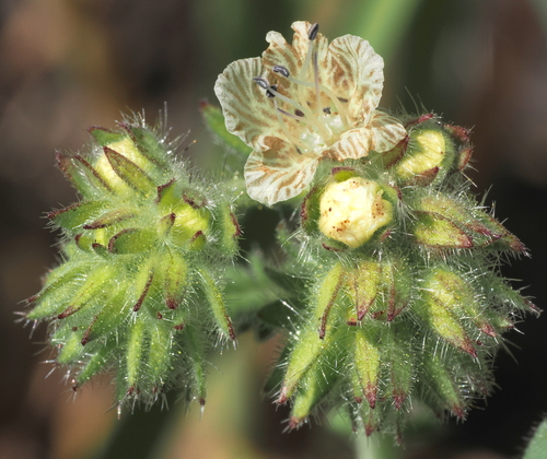 iNaturalist observation photo of distant phacelia