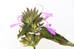 Dicliptera clinopodia