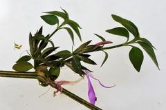 Dicliptera clinopodia